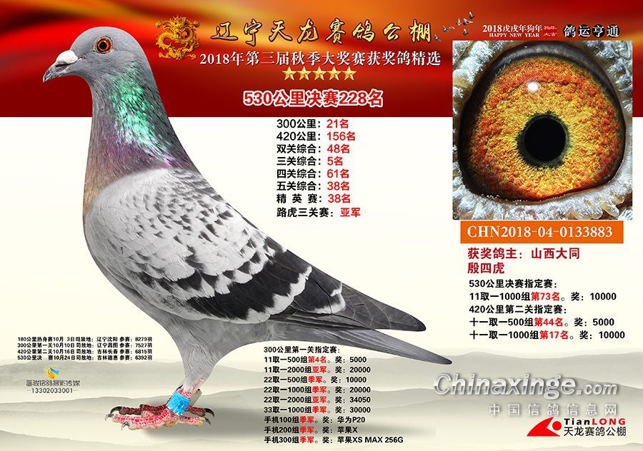 柏乡信鸽最新公告发布，最新动态与资讯汇总