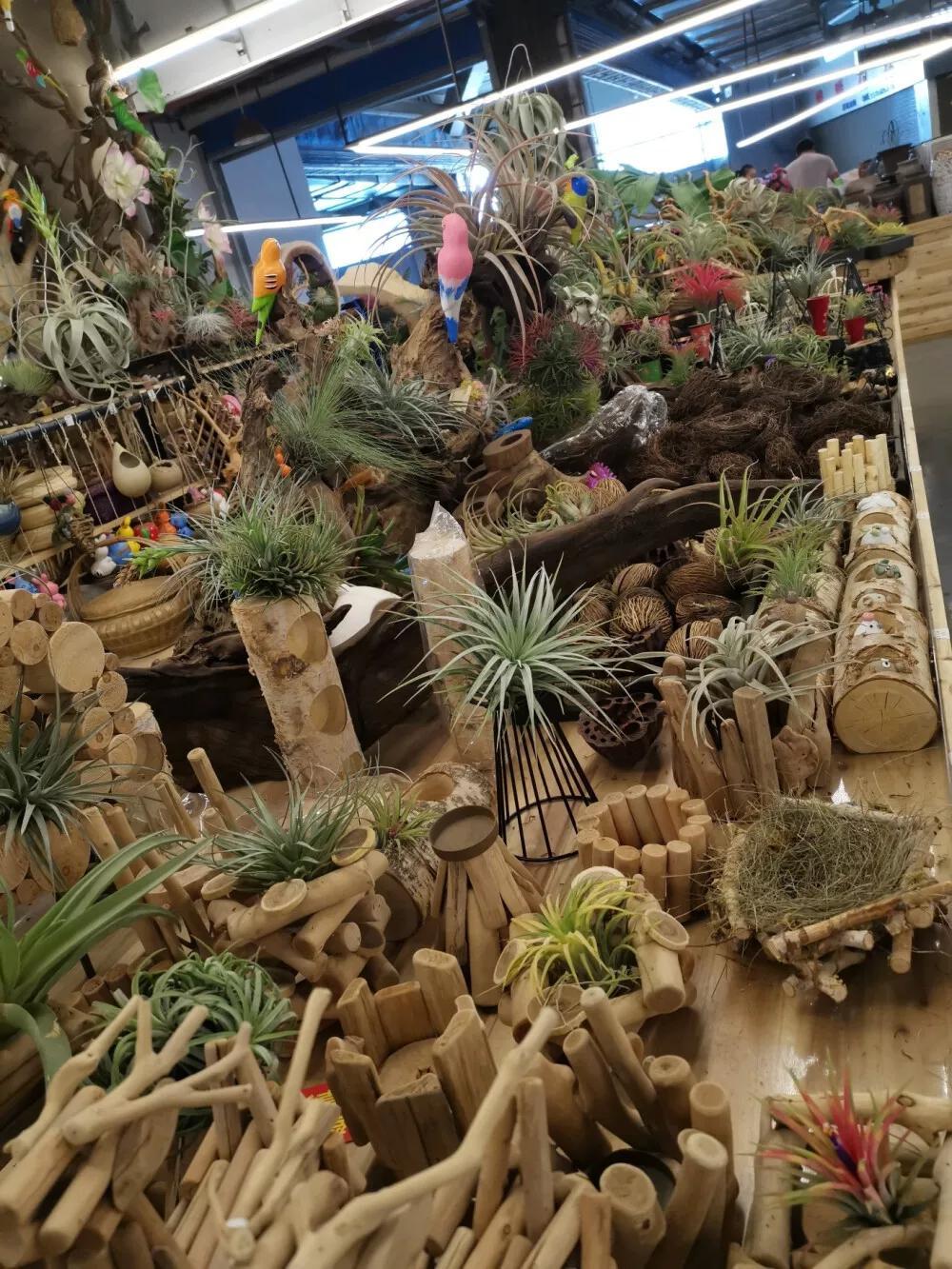 昆明斗南花卉最新招聘,职业机遇与繁荣之花同步绽放