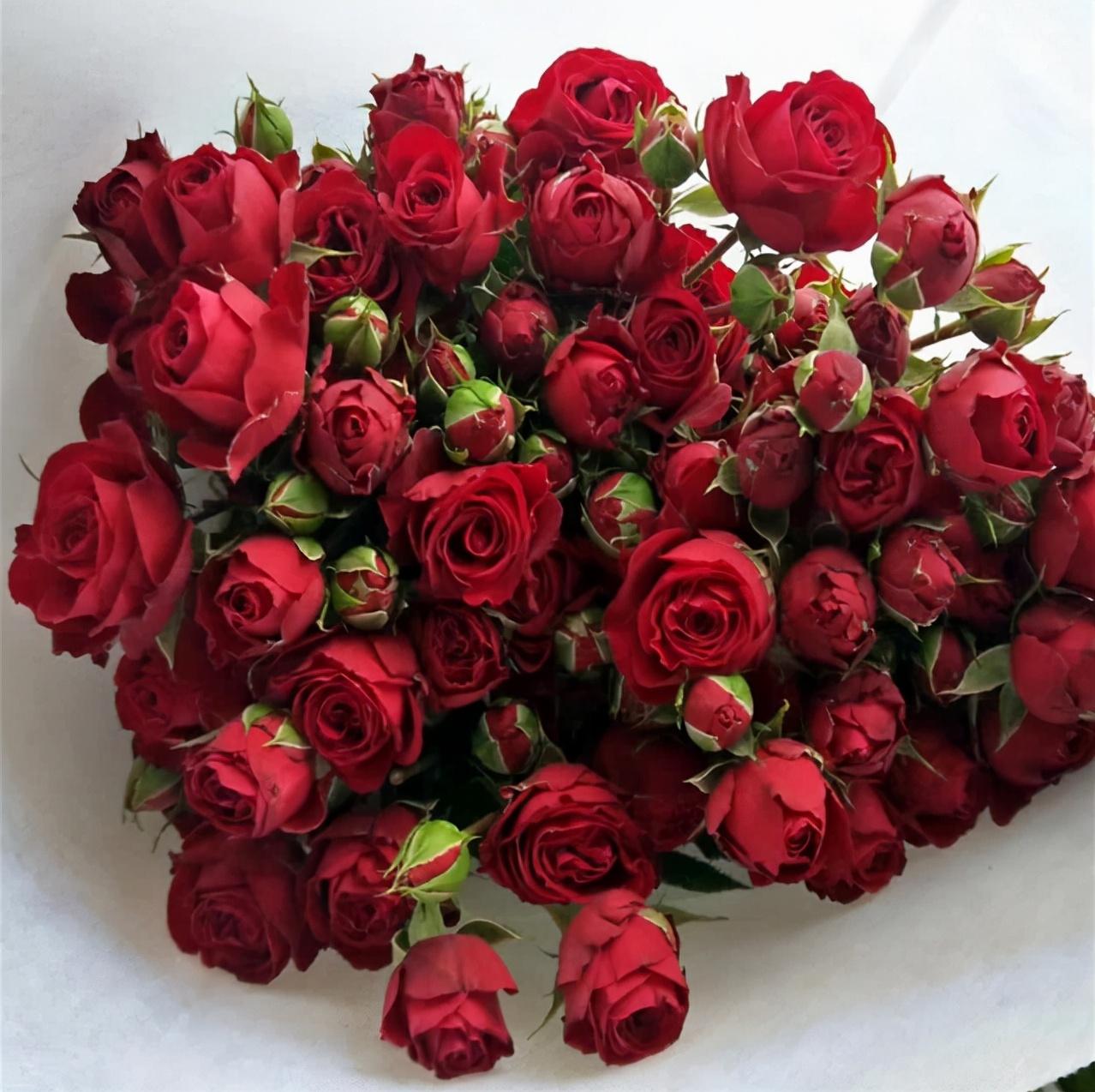 昆明斗南花卉最新招聘,职业机遇与繁荣之花同步绽放