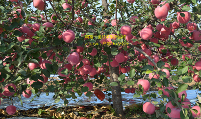 陕西响富苹果最新图片,科技引领,重塑美味,响富苹果领先未来