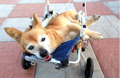 19爱心最新动态,传递温暖,展现爱心力量