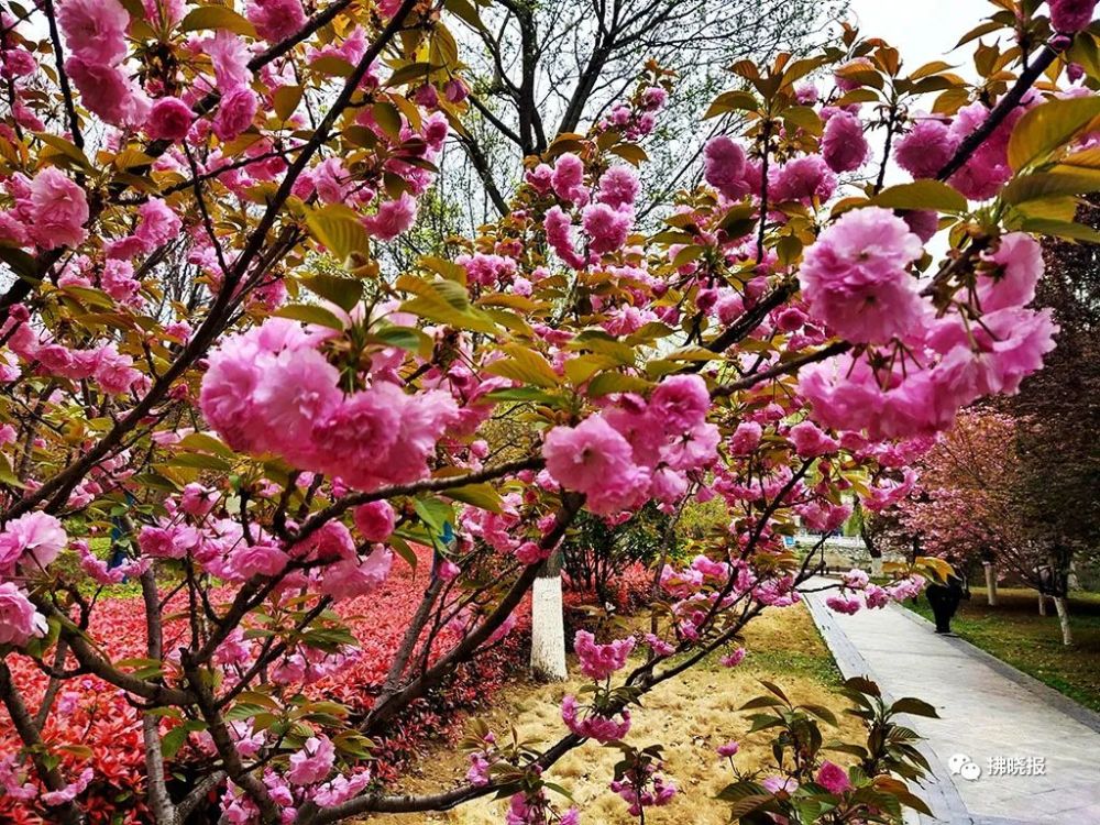 泗县春暖花开,活力四溢的春天绽放新篇章