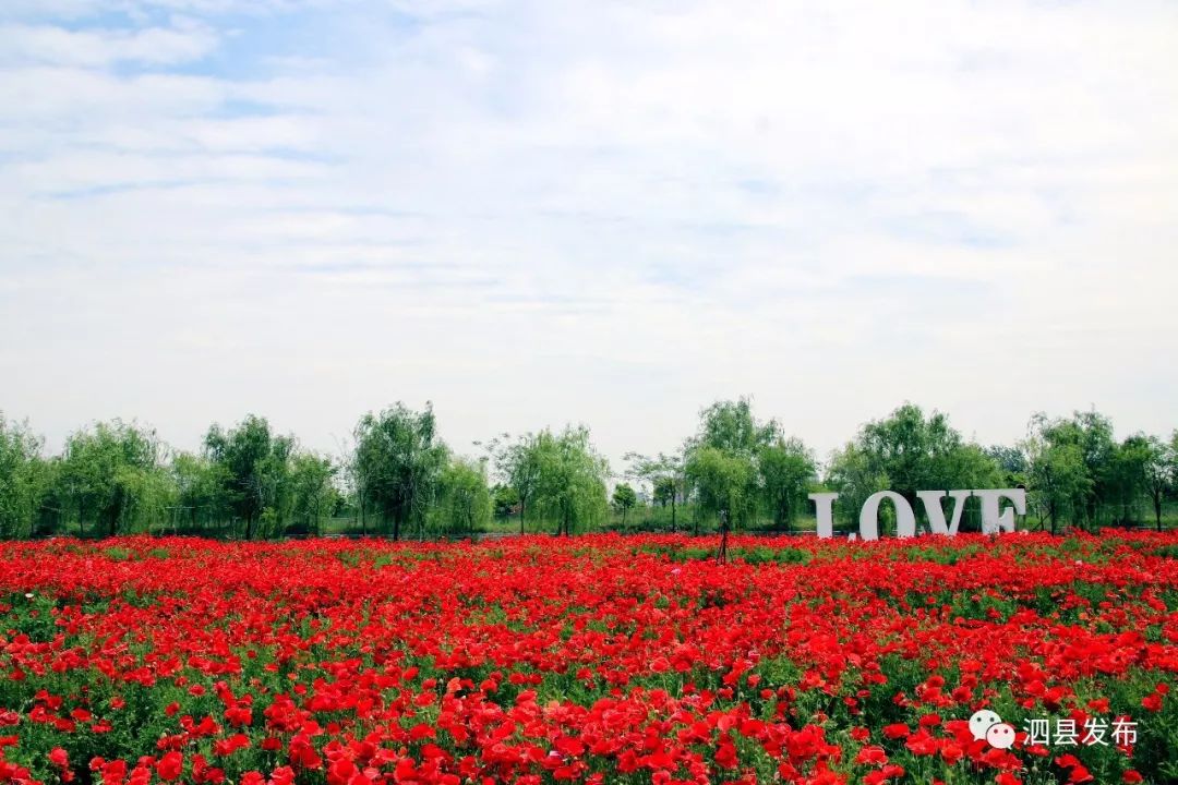 泗县春暖花开,活力四溢的春天绽放新篇章