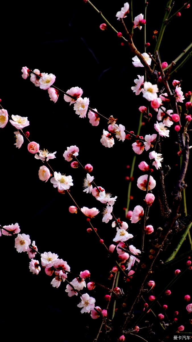 关于梅花诗的最新正版内容,探索梅花诗的魅力与奥秘