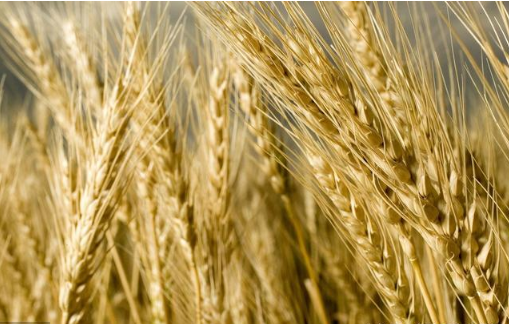 河南省小麦最新价格,时代印记与地位的体现