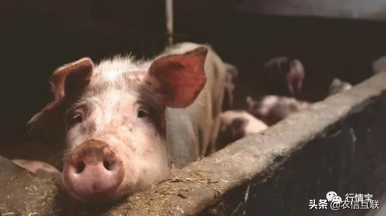 最新生猪预测之旅,探寻自然美景,寻找内心平和与宁静的旅程