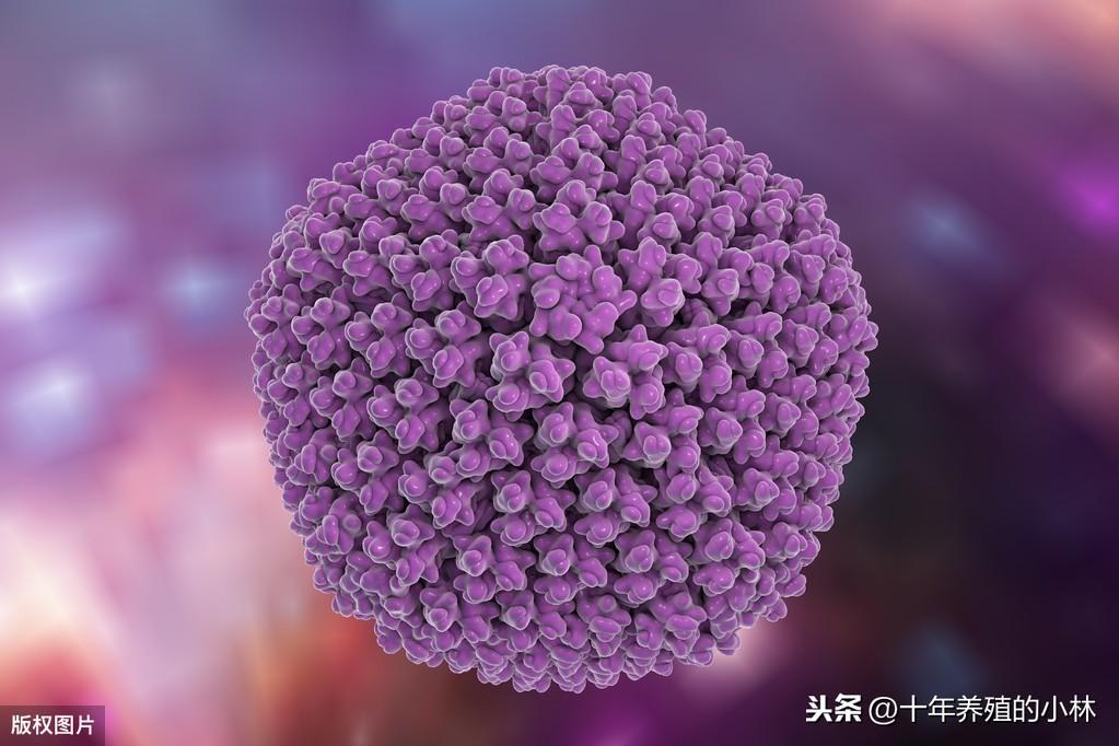 最新肝炎暴发,理解、应对与关注的紧迫议题