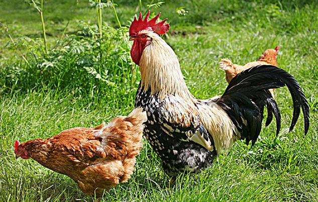 鸡球虫病防治与最新药物探讨,最新药物介绍及防治策略