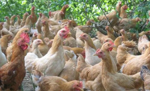 鸡球虫病防治与最新药物探讨,最新药物介绍及防治策略