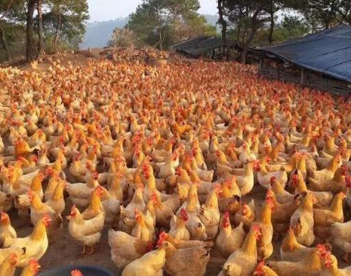 禽病学最新版学习指南与解析