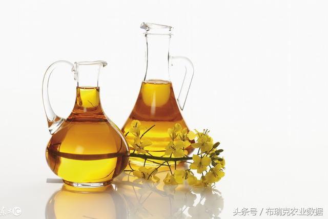 科技引领未来，智能期货菜油全新升级体验消息速递