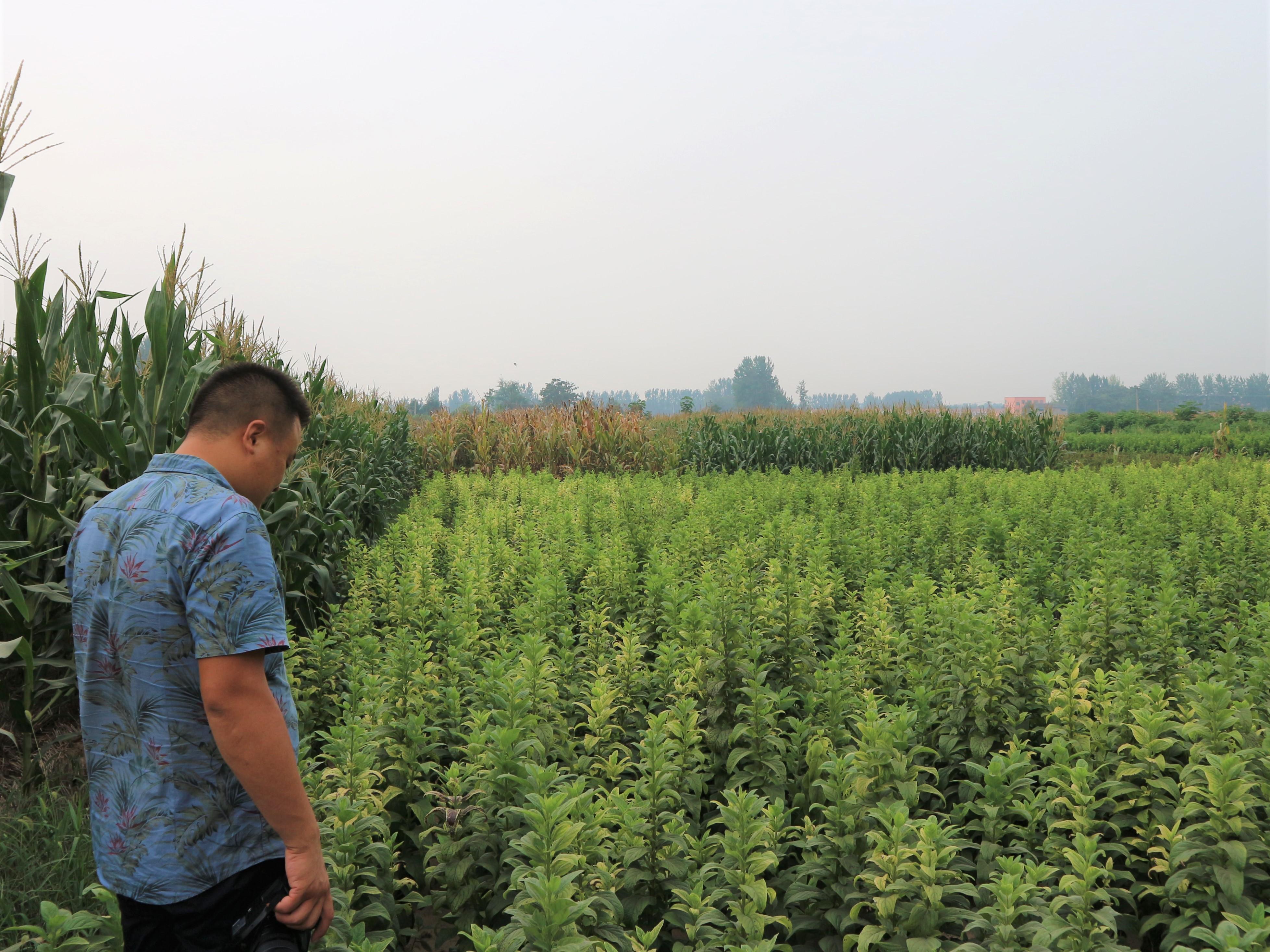 玄参价格分析，市场走势下的多元观点探讨