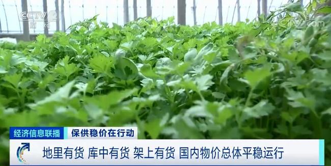 全国菠菜批发价格行情，变化中的机遇与挑战的旅程自我超越之路