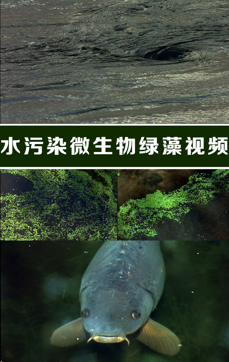 探索未知水域奇迹，最新神秘水生物视频揭秘水下奇观