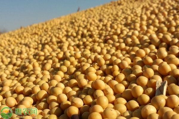 湖北黄豆最新价格行情与探索自然美景之旅