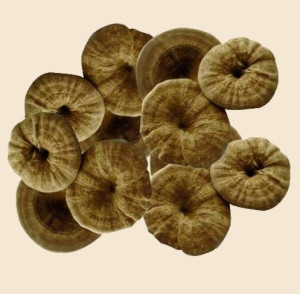 孢子最新,孢子最新,高科技产品重塑生活,引领未来潮流