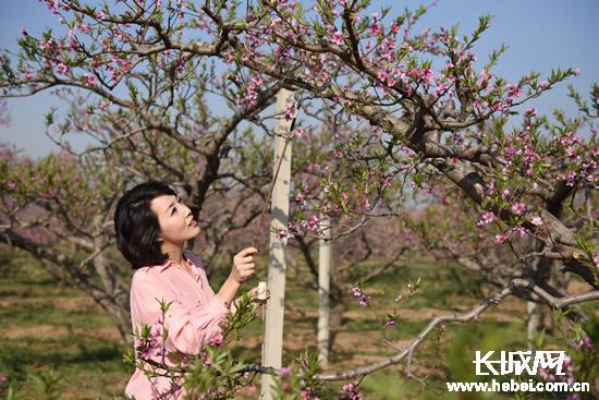 深州最新新闻,多元视角解读时事动态