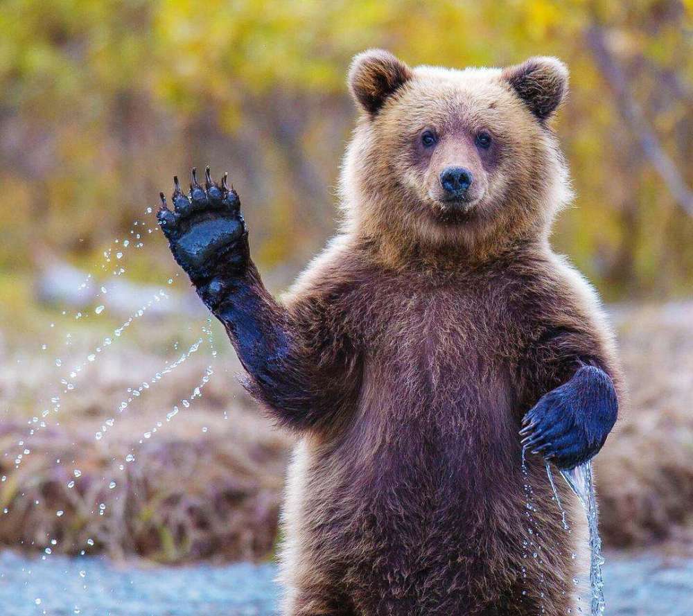 最新桃屋猫,萌力治愈每一天!