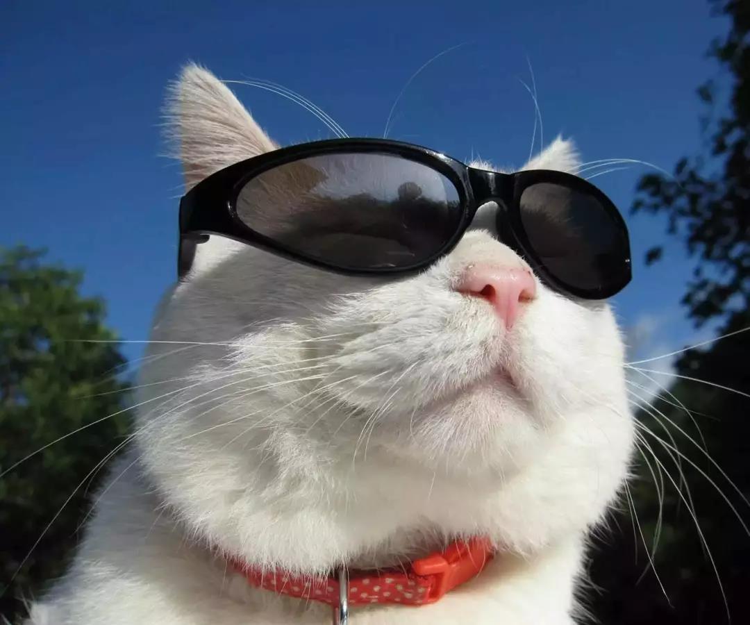 最新桃屋猫,萌力治愈每一天!