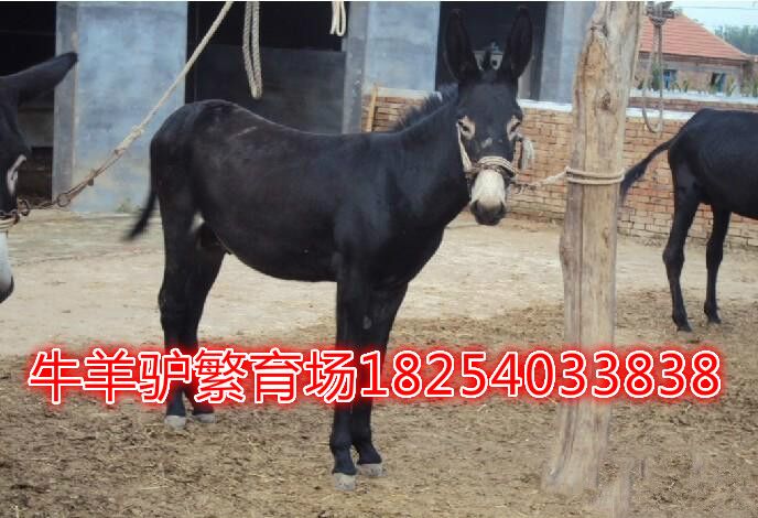 驴最新价格，踏上寻找内心平静的旅程之旅